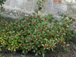 Skimmia Japonica, Frucht-Skimmie -Garten Gefuehl skimmia japonica 1280x1280