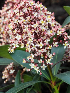 Skimmia Japonica 'Rubella', Japanische Blütenskimmie