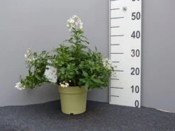 Solanum Jasminoides, Sommerjasmin -Garten Gefuehl sommer jasmin 1 1280x1280