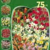 Miniatur-Tulpen Sortiment (Art.Nr. 598224)
