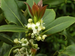 Ilex Aquifolium, Gemeine Stechpalme, Hülse -Garten Gefuehl stechpalme 1280x1280