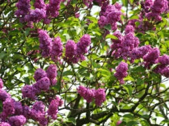 Syringa Vulgaris 'Charles Joly', Edel-Flieder -Garten Gefuehl syringa charles joly 1280x1280