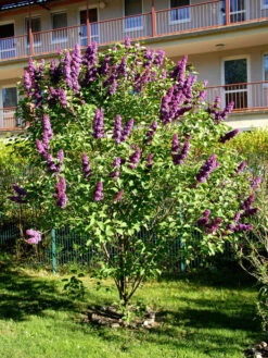 Syringa Vulgaris 'Andenken An Ludwig Späth' -Garten Gefuehl syringa ludwig spaeth55599f4a6ec44 1280x1280