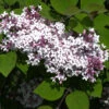 Syringa Microphylla 'Superba', Herbstflieder