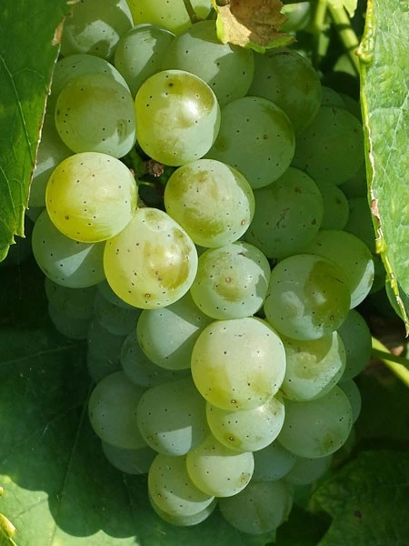 Kernlose Tafeltraube Lakemont ® 1 Kernlose Tafeltraube Lakemont ®