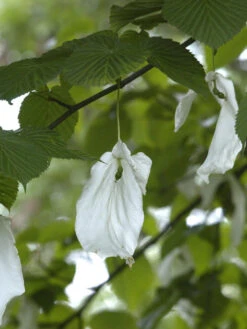Davidia Involucrata Vilmoriniana, Taschentuchbaum -Garten Gefuehl taschentuchbaum bluete 1280x1280