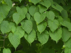 Davidia Involucrata Vilmoriniana, Taschentuchbaum -Garten Gefuehl taschentuchbaum laub 1280x1280