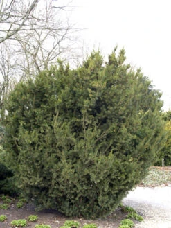 Taxus Media 'Hicksii', Becher-Eibe -Garten Gefuehl taxus hicksii 1280x1280