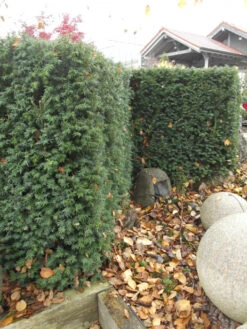 Taxus Media 'Hillii', Männliche Becher-Eibe -Garten Gefuehl taxus hillii pflanze55599f2c60b6a 1280x1280