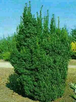 Taxus Baccata 'Overeynderi' -Garten Gefuehl taxus overeynderi k55599b6ed770e 1280x1280