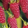 Him-/Brombeere 'Tayberry Buckingham'®