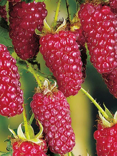 Him-/Brombeere 'Tayberry Buckingham'® 1 Him-/Brombeere 'Tayberry Buckingham'®