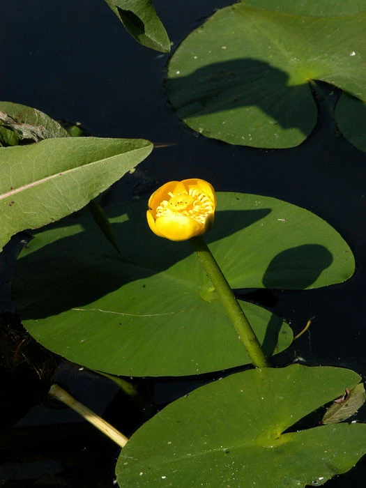 Nuphar Lutea, Teichmummel, Gelbe Teichrose 1 Nuphar Lutea, Teichmummel, Gelbe Teichrose