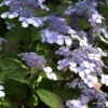 Hydrangea Serrata 'Bluebird', Teller-Hortensie