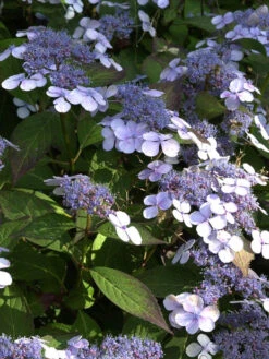 Hydrangea Serrata 'Bluebird', Teller-Hortensie