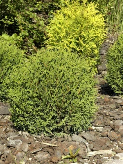 Thuja Occidentalis 'Danica', Zwerg-Kugellebensbaum