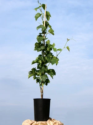 Kernlose Tafeltraube Lakemont ® 2 Kernlose Tafeltraube Lakemont ® – Bild 2