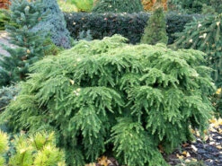 Tsuga Canadensis 'Jeddeloh', Zwerg-Hemlocktanne 5 Tsuga Canadensis 'Jeddeloh', Zwerg-Hemlocktanne -Garten Gefuehl tsuga jeddeloh strauch 1280x1280