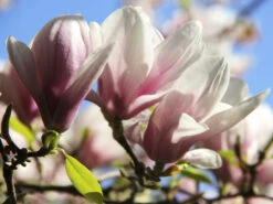 Magnolia Soulangiana, Tulpen-Magnolie 5 Magnolia Soulangiana, Tulpen-Magnolie -Garten Gefuehl tulpenmagnolie blueten55599b581accc 1280x1280