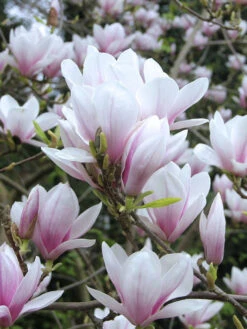 Magnolia Soulangiana, Tulpen-Magnolie