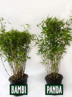 Fargesia Murielae 'Panda', Schirmbambus 5 Fargesia Murielae 'Panda', Schirmbambus -Garten Gefuehl vergleich bambus panda bamb5a30ecb28375a 1280x1280