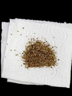 Aphidoletes-Gallmücke (Art.Nr. KB4046) -Garten Gefuehl versand aphidoletes muecke 80529 2 1280x1280