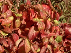 Viburnum Carlesii 'Aurora', Wohlriechender Schneeball -Garten Gefuehl viburnum aurora herbst 1280x1280