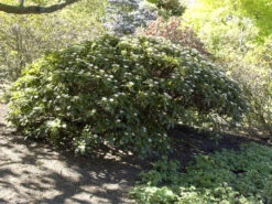 Viburnum Davidii, Kissenschneeball -Garten Gefuehl viburnum davidii 1280x1280