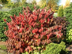 Viburnum Plicatum 'Mariesii', Japanischer Schneeball -Garten Gefuehl viburnum mariesii herbst 1280x1280