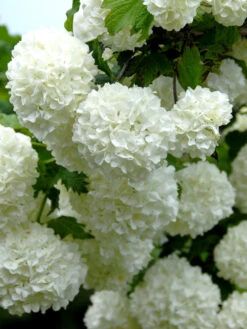 Viburnum Opulus 'Roseum', Echter Schneeball