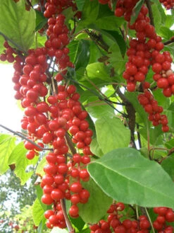 Chinesische Vitalbeere ® Wu Wei Zi -Garten Gefuehl vitalbeere wu wei zi 1280x1280