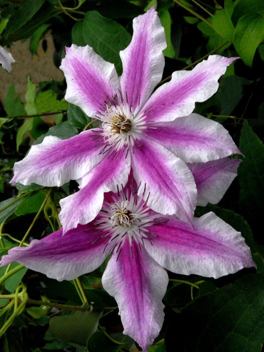 Clematis 'Carnaby' 1 Clematis 'Carnaby'