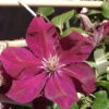 Clematis 'Rouge Cardinal'
