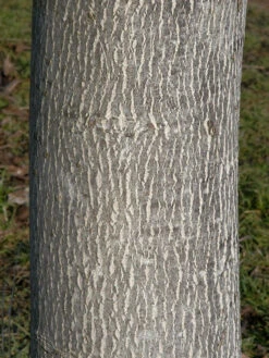 Juglans Regia, Walnuss-Sämling -Garten Gefuehl walnuss juglans regia 3 1280x1280