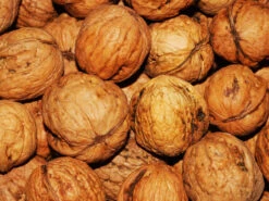 Juglans Regia, Walnuss-Sämling -Garten Gefuehl walnuss juglans regia 4 1280x1280