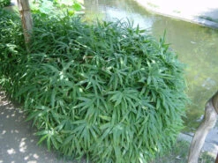 Pleioblastus Viridistriatus 'Vagans' (Sasaella Ramosa), Weichblättriger Zwergbambus -Garten Gefuehl weichblaettriger zwergbambus 1280x1280