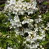 Weigela 'Snowflake', Weigelie