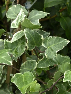 Hedera Helix 'Glacier', Weiß-grüner Efeu 'Glacier'