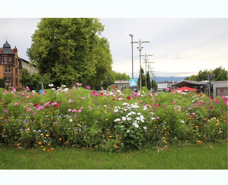 Blumenwiese - Werratal 2 Blumenwiese - Werratal – Bild 2