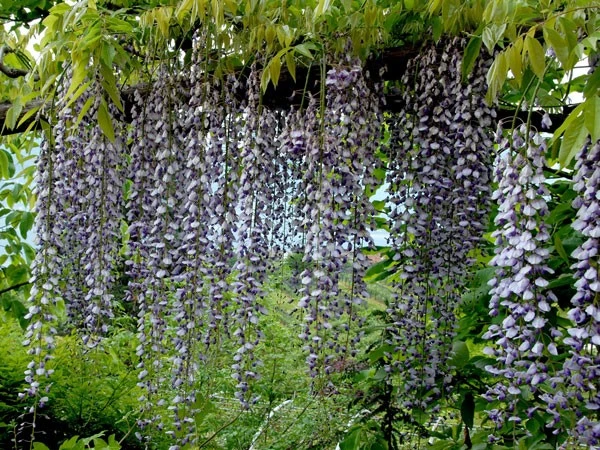Wisteria Floribunda 'Macrobotrys', Blauregen 1 Wisteria Floribunda 'Macrobotrys', Blauregen