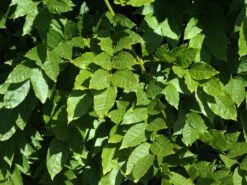 Wisteria Sinensis, Chinesischer Blauregen 5 Wisteria Sinensis, Chinesischer Blauregen -Garten Gefuehl wisteria sinensis blatt 1280x1280