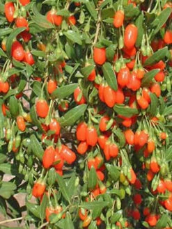 Goji-Beere, Wolfsbeere, (Lycium Barbarum) -Garten Gefuehl wolfsbeere 1280x1280