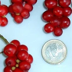 Chinesische Vitalbeere ® Wu Wei Zi -Garten Gefuehl wu wei zie beeren 1280x1280