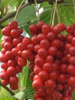 Chinesische Vitalbeere ® Wu Wei Zi -Garten Gefuehl wu wei zie 1280x1280