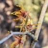 Hamamelis Intermedia 'Aphrodite', Zaubernuss