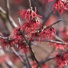 Hamamelis Intermedia 'Ruby Glow', Zaubernuss