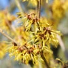 Hamamelis Mollis, Chinesiche Zaubernuss