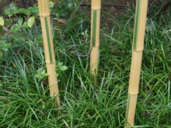Phyllostachys Aureosulcata 'Spectabilis', Zickzack-Bambus -Garten Gefuehl zickzack bambus triebe55599efa251bd 1280x1280