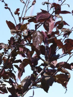 Malus 'Nicoline', Rotblättriger Zierapfel -Garten Gefuehl zierapfel nicoline blatt 1280x1280