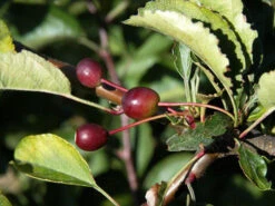Malus Tina, Zierapfel -Garten Gefuehl zierapfel tina frucht 1280x1280